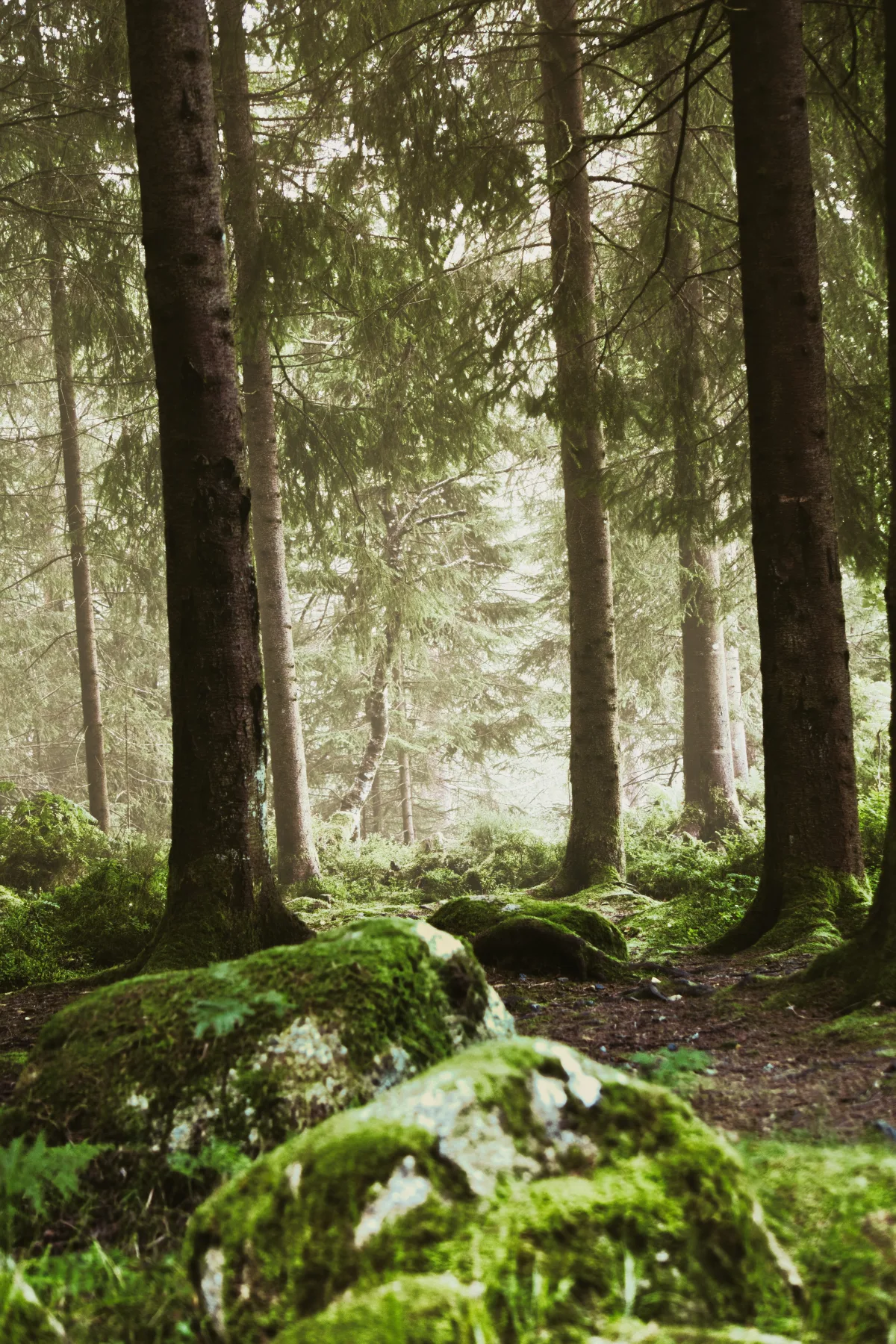 Moody Forest