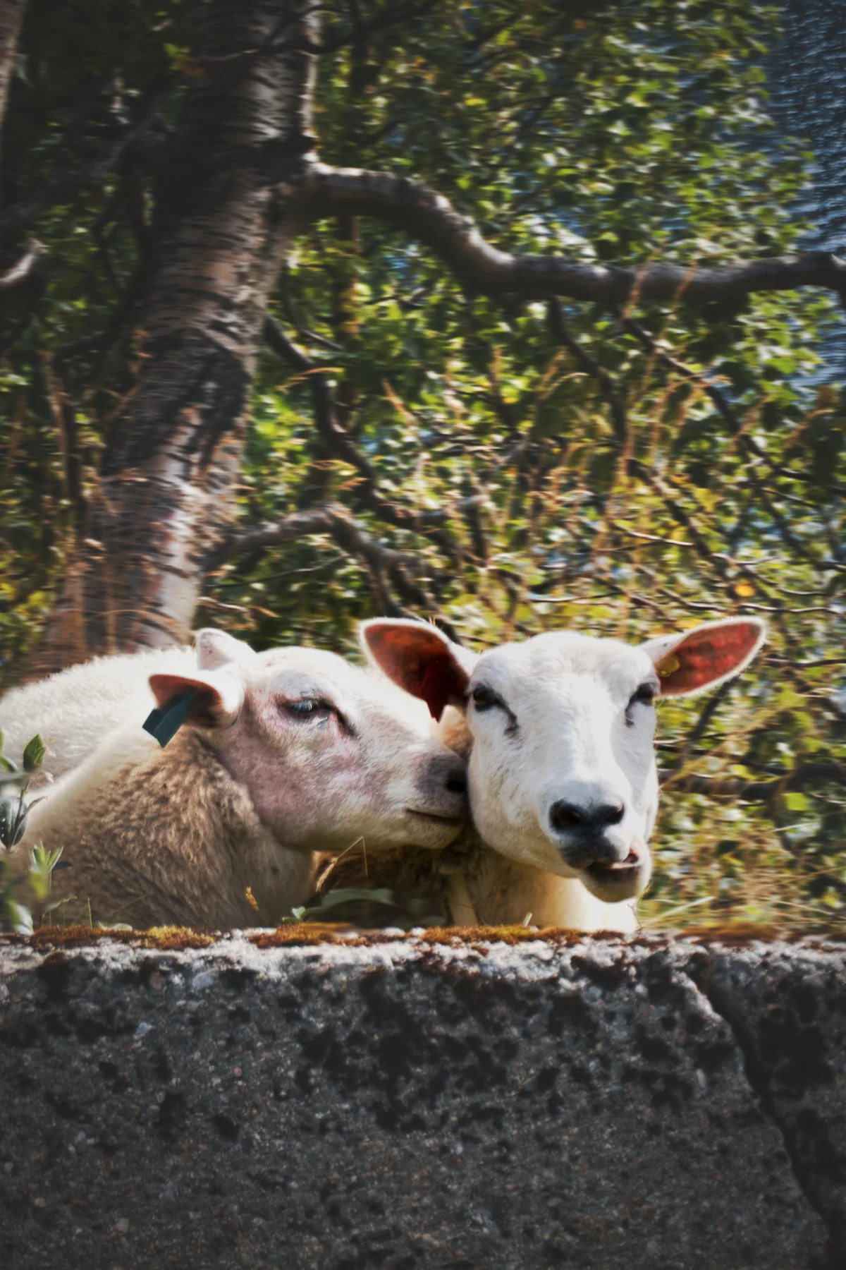 Sheep whispering