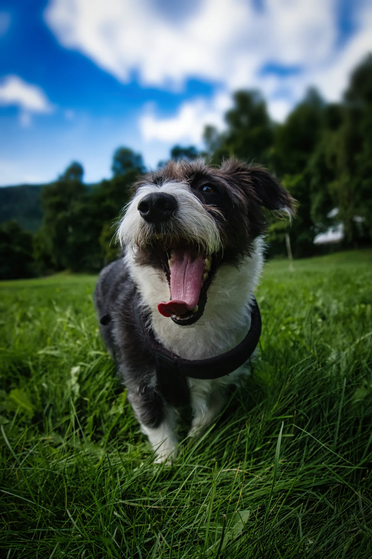 Our Dog