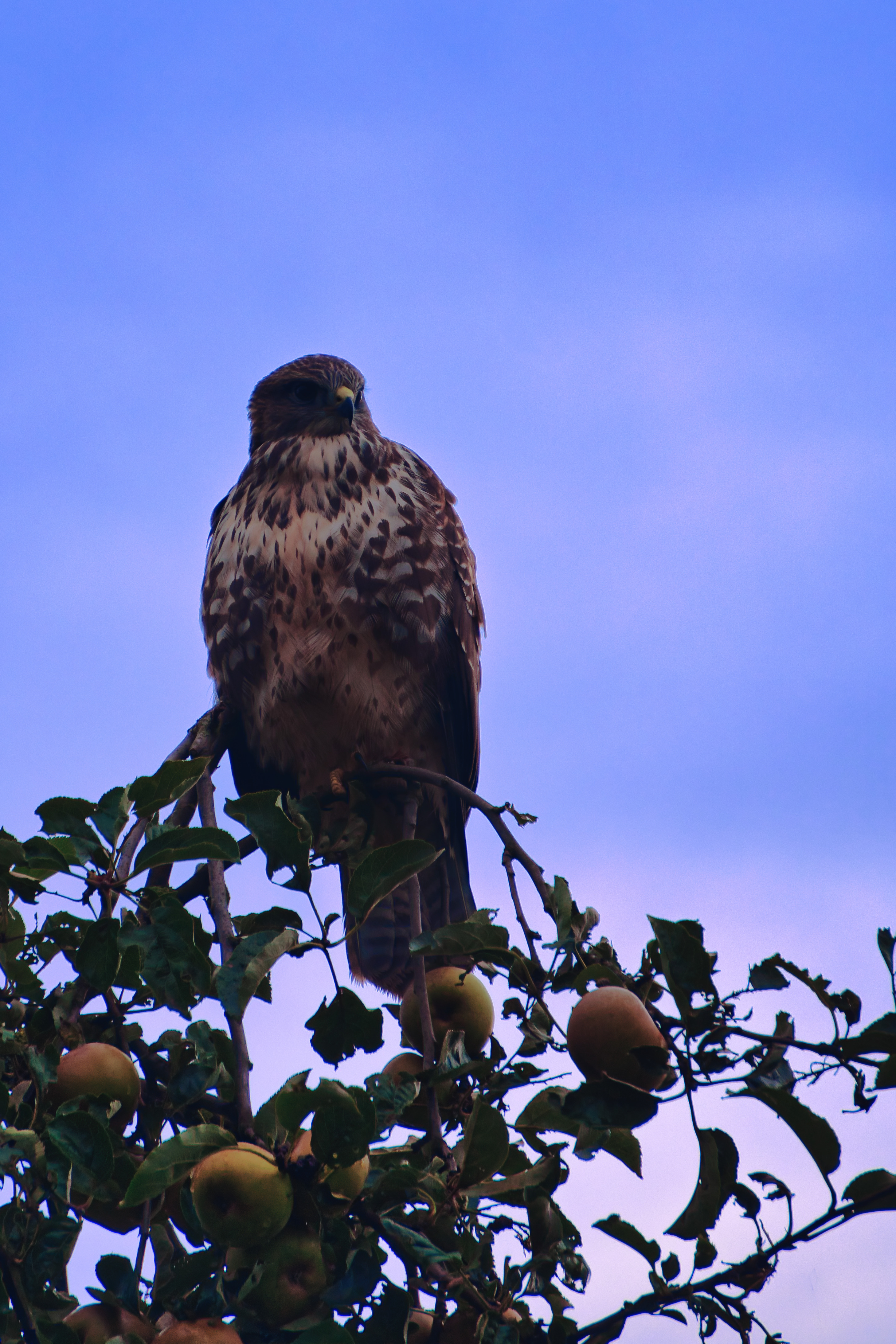 Common Buzzard